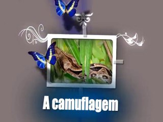 Album de fotos com Audio