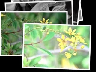 FÊTE DES MÈRES 2010 À BELLEVUE