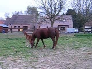 Les premières galopades de Dream