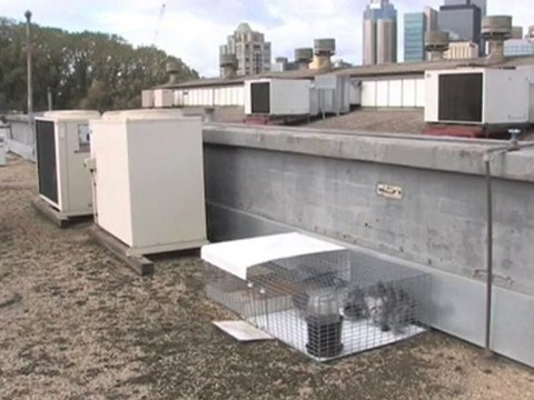 Pest Control Tullamarine Australian Pigeon Control VIC