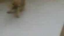 cat outside my front door