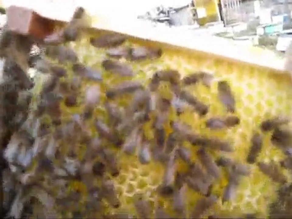 Arıcılıkta Anaarı çiftleştirme Kutusu Arılandırması