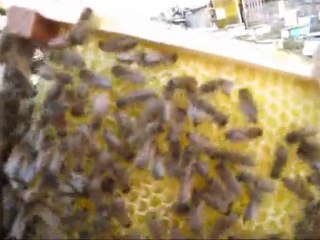Arıcılıkta Anaarı çiftleştirme Kutusu Arılandırması