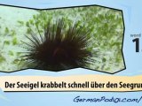 learn German-Learn with German marine life 2 video