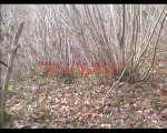 video de chasse aux faisans a chaumont en vexin