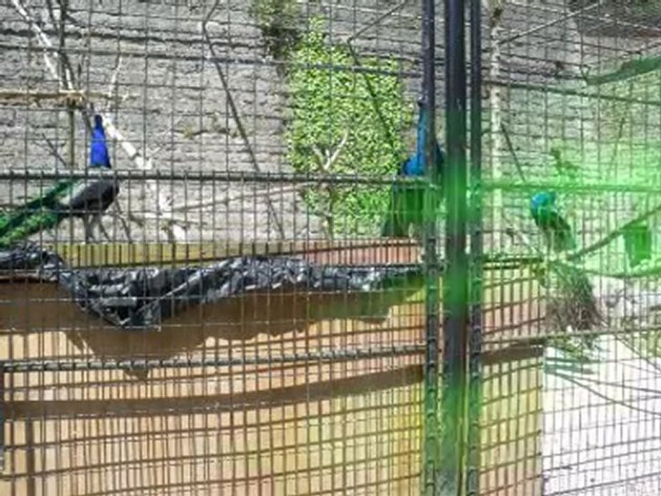 montage ZOO de maugeuge mpg1