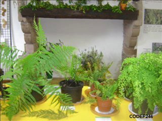 COMBRET SUR RANCE - JOURNEES BOTANIQUES