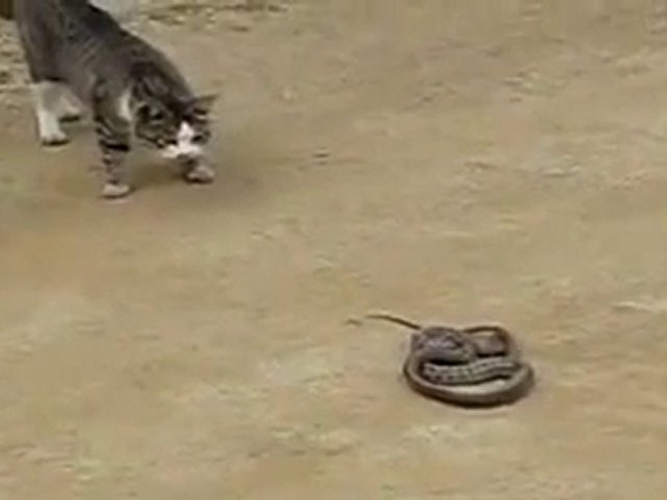 Chat vs Serpent