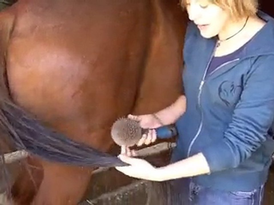 How to brush a horse's mane and tail