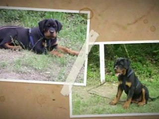 FILOU ET FALCO FILS DE  BURNING ET ULLA