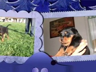 FILOU ET FALCO FILS DE  BURNING ET ULLA