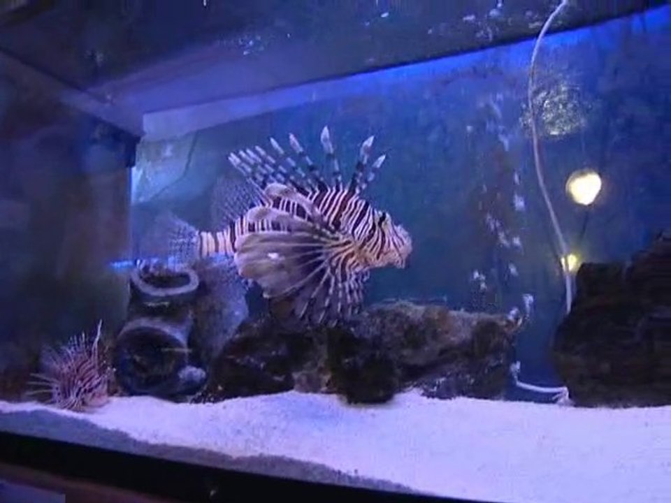 Calaisis TV : Visite du Cercle Aquariophile de Calais