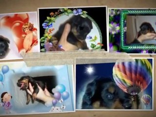 BEBE DE BURNING  DES PRINCES D ARAGONE ET ULLA DE LA LICORNE