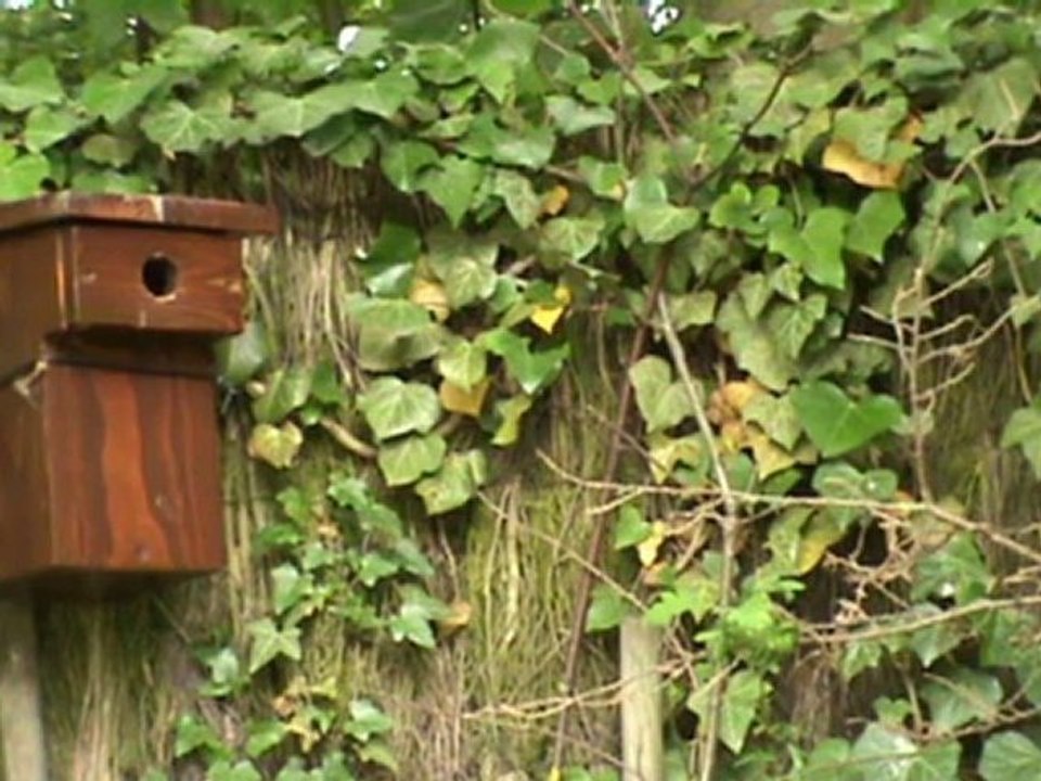 Printemps 2010 Mésanges charbonnières