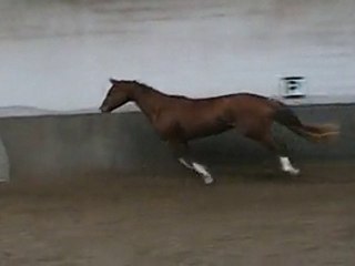 ROYALTY DU CHALET  par  ALLIGATOR FONTAINE/ISLANDE DU CHALET