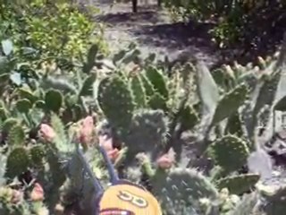 Harvesting the Prickly Pear