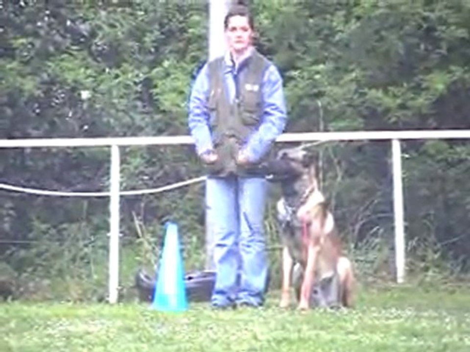 Diuke 21 mois chien en blanc en échelon 1