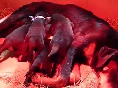 Tètée chiots beaucerons
