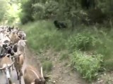 Urkan chien Beauceron et les chèvres