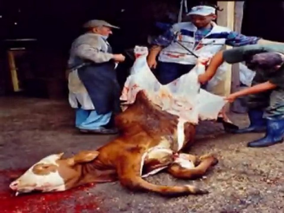 Gio - Schau nicht weg !!! GEGEN TIERQUÄLEREI/TIERMORDEN !!!