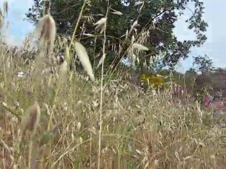 Voyage au pays de mon chat