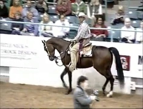 Arabian Horses For Sale