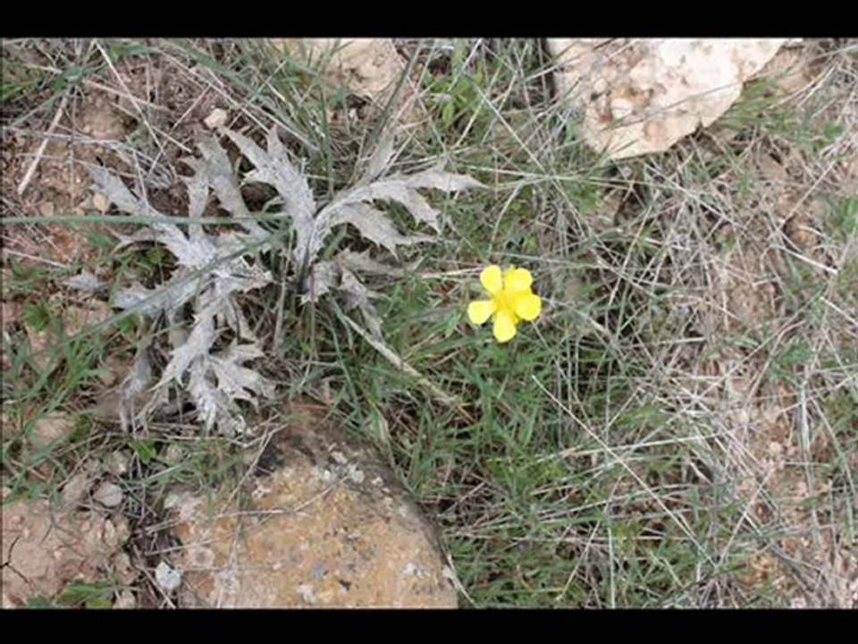Anadolu da bir Köyün çöplüğü