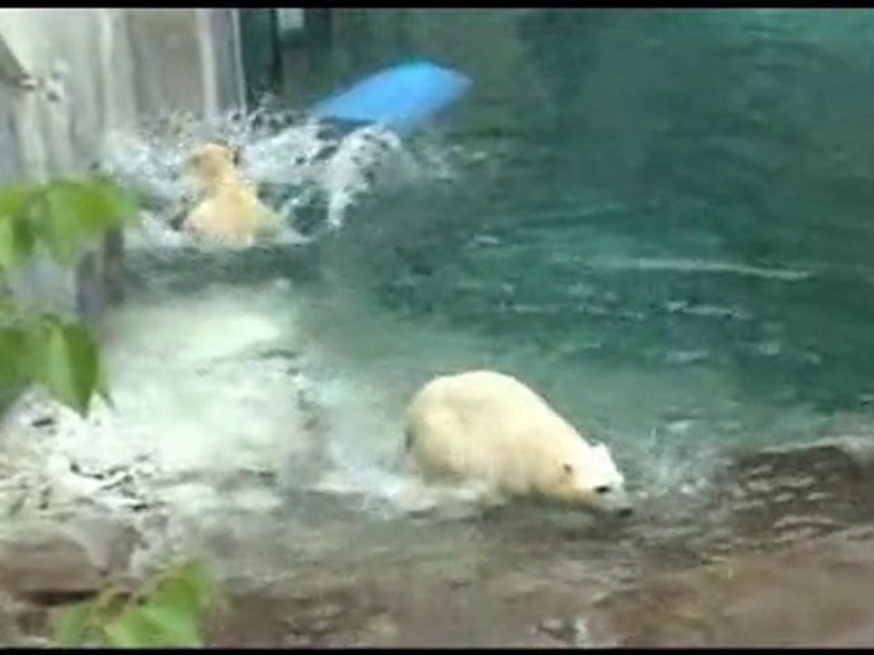 A first in Canada at the Zoo sauvage de Saint-Félicien