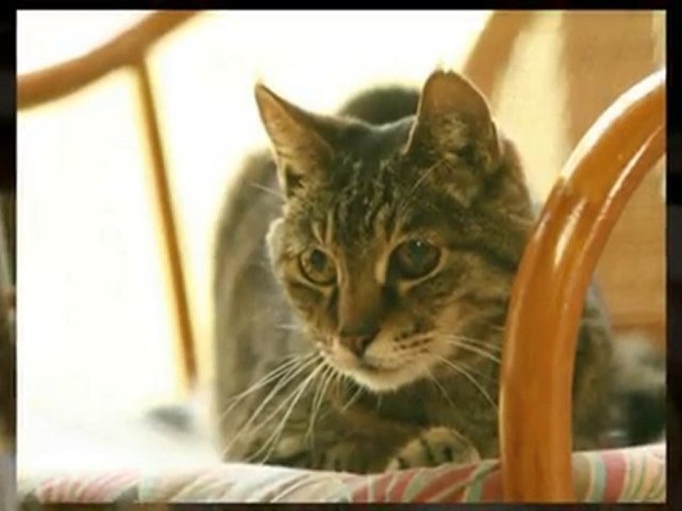 BGM付きスライドショー作成サービス　サンプル：ペット　猫