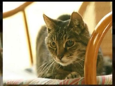 BGM付きスライドショー作成サービス　サンプル：ペット　猫