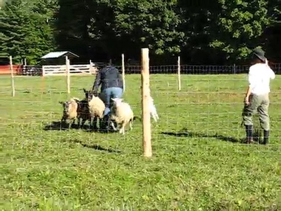 Herding, sept 2008
