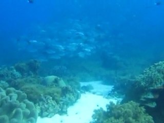 Tubattaha Reef May 2010