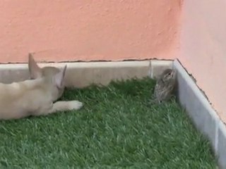 Comprar (Cachorro chihuahua) 665 92 16 55 .