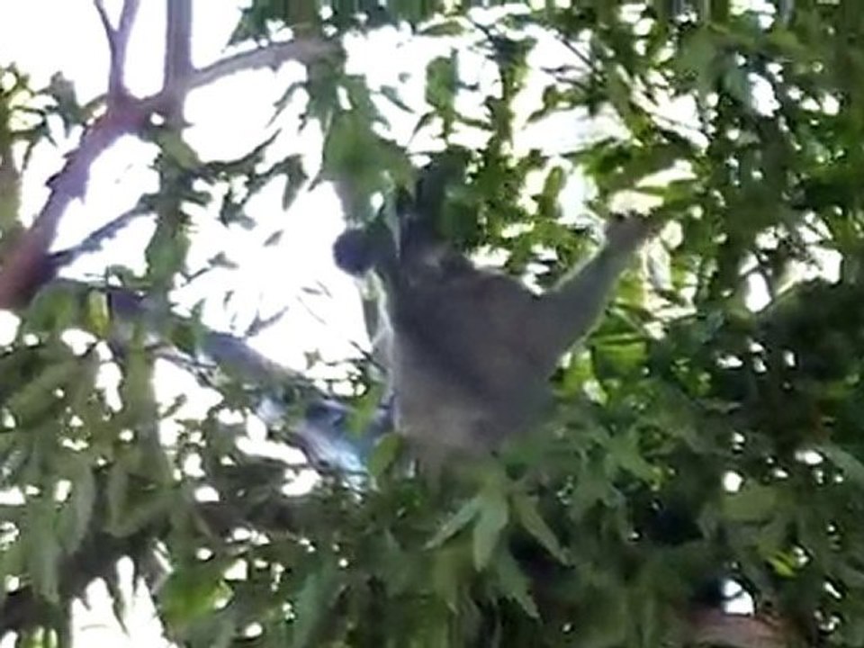 koala mange