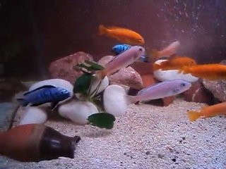 Saulosi ve Pulpican-2