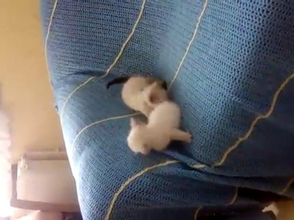 chaton en mode jeu