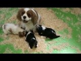 chiots cavalier king charles