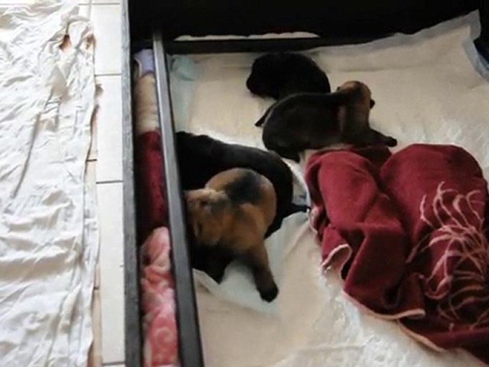 chiot vixie coïgone 7 jours