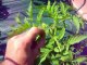 astuce jardin pour une meilleure récolte de tomates
