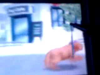 nintendogs demo