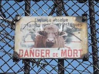 Affichage "sauvage" 2, les animaux dans les rues de Paris..