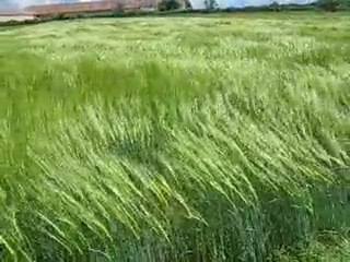 Arıcılık Ekin tarlası Mehmet Yüksel 31.05.2010