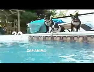 Sommaire émission 30 Millions d'Amis du 05 06 2010