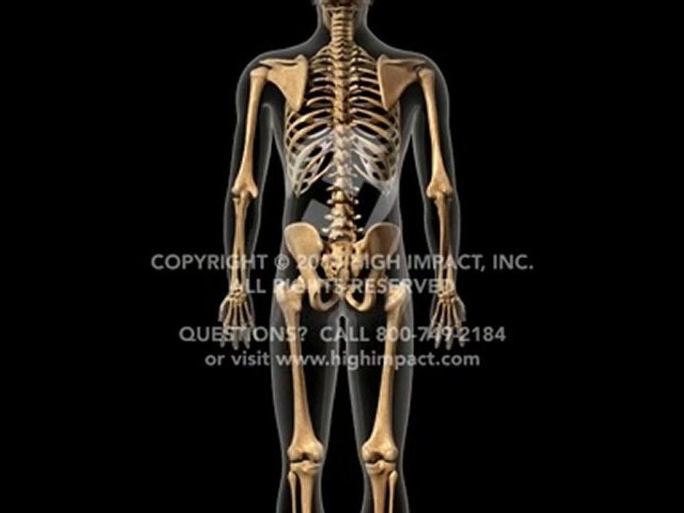 Normal Back Mechanics