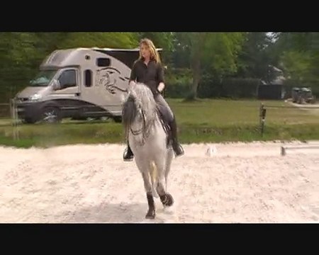 Pure race Espagnole, pleins papiers, excellente origine,