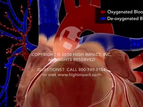 Normal Cardiac Anatomy and Physiology