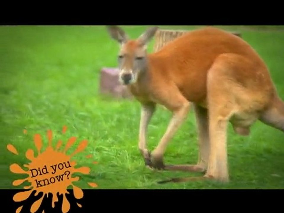 Kangaroos