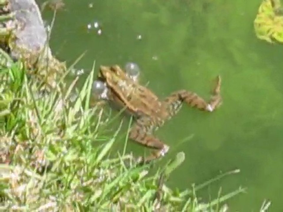 le rateau du crapaud