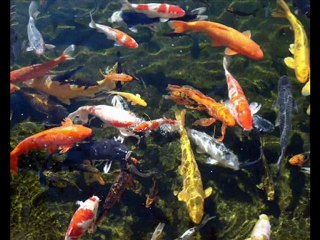 Garden State Koi Moonlight Pond Tour