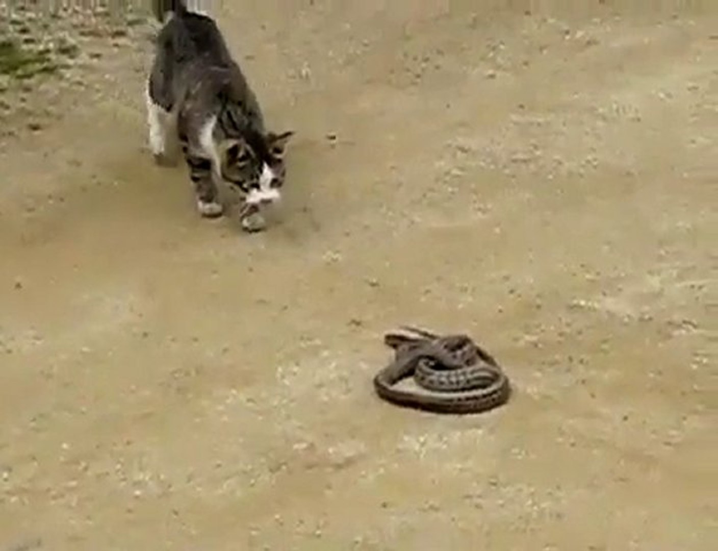 3 Chat Vs Serpent Video Dailymotion
